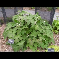 Anemone tomentosa (fam Renonculacees) (Chine) (1)